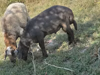 绵羊（批次，未指定性别）, Arabi sheep — 照片 1