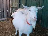 Ziegen (Partie, Geschlecht nicht angegeben), Saanen goat — Foto 7