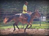 Mare, Standardbred — photo 8