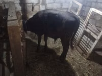 بقرة, Simmental cattle — الصورة 7