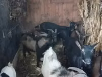 Goat, Goats — photo 1