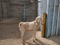 Ямаа, Kamori goats — 4 зураг
