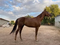 घोड़ी, Canadian horse breed — फ़ोटो 1