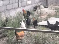 Chickens — photo 8