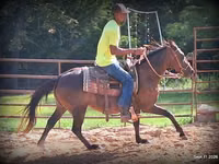 Mare, Standardbred — photo 7