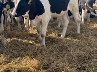 Bulle, Russian Black pied cattle — Foto 5