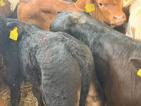 牛只（批次，未指定性别）, Simmental cattle — 照片 5