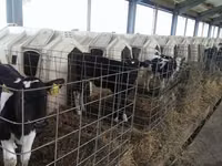 Бух, Russian Black pied cattle — 5 зураг