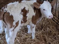 ثور, Simmental cattle — الصورة 4
