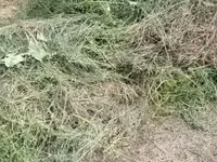 Хашааны өвс — Foto 5
