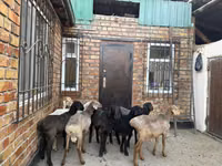 Schaf, Rhon sheep — Foto 2