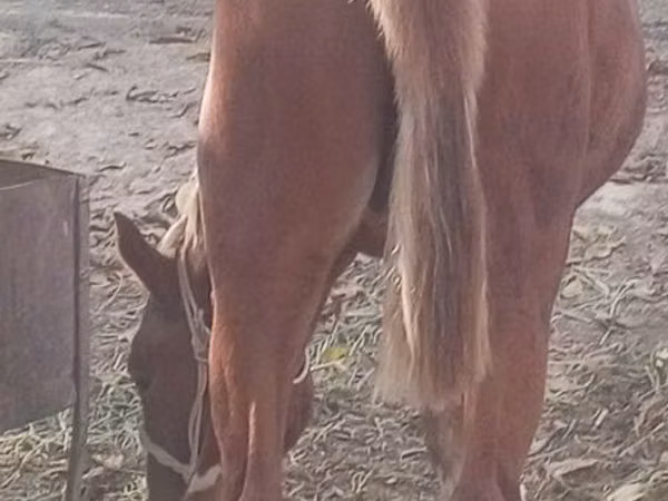 Horses (batch, sex not specified), Horses