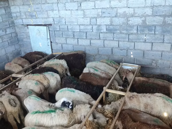 نعجة, Beulah Speckled face sheep