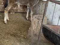 Toro, Raza Alatau — foto 2