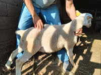 मेढ़ा, Dorper sheep — फ़ोटो 4