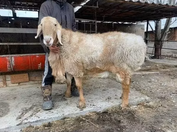 मेढ़ा, भेड़
