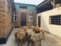 كبش, Rhon sheep — الصورة 5