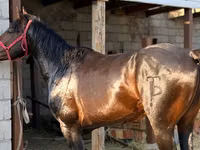 घोड़ा, Kazakh horse — फ़ोटो 1