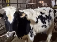 Бух, Russian Black pied cattle — 2 зураг