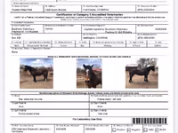 घोड़ा, Mustang — फ़ोटो 5