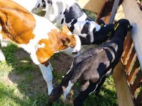 Bovinos (lote, sexo no especificado), Russian Black pied cattle — foto 3