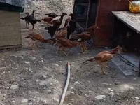 Chickens — 照片 8