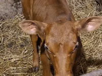 ثور, Simmental cattle — الصورة 7