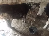 بقرة, الماشية — الصورة 2