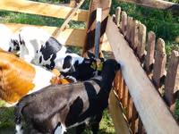 Cattle (batch, sex not specified), Russian Black pied cattle — photo 2