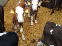 Bulle, Limousin-Kuh — Foto 8