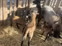 Хуц, Cameroon sheep — 2 зураг