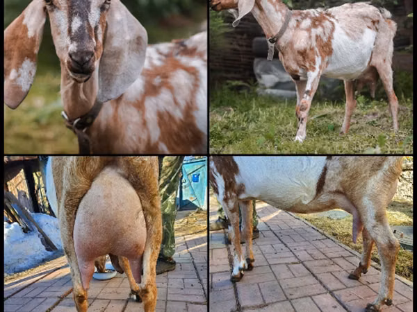 बकरी, Nubian Goat