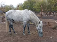 Адуу, Percheron — 1 зураг
