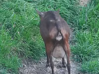 Goat, Irish goat — photo 2