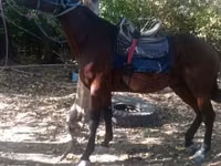 حصان, Friesian sport horse — الصورة 1