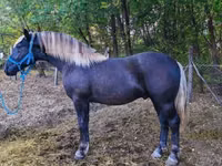Адуу, Comtois — 1 зураг