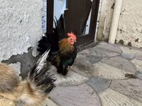 Chickens — 照片 3