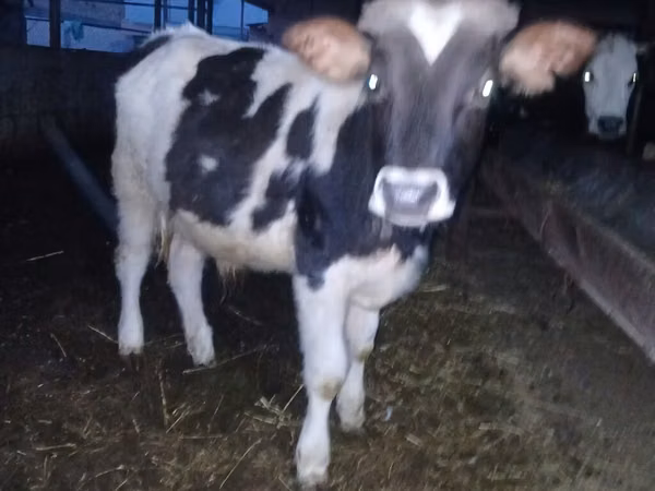 公牛, Russian Black pied cattle
