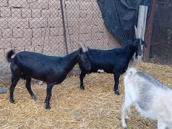 Ямааны ухна, Saanen goat