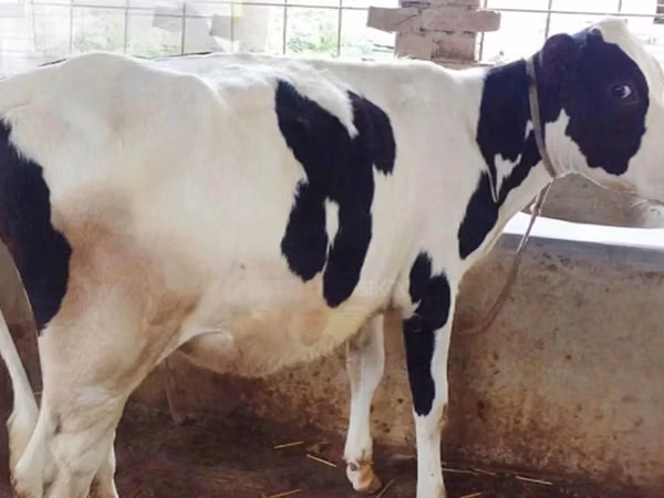 Cow, Holstein breed