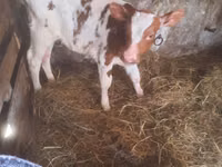 Toro, Simmental cattle — foto 3