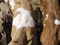 Bulle, Simmental cattle — Foto 6