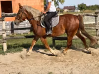 Caballo, Caballos — foto 5