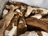 公牛, Simmental cattle — 照片 3