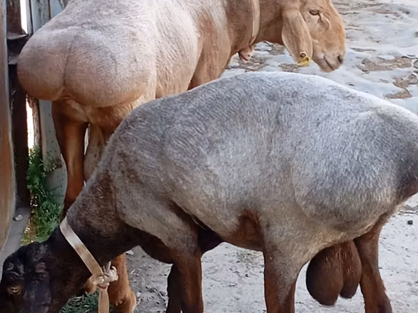 Хуц, Ordabasy sheep