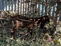 Ziege, Kamori goats — Foto 4