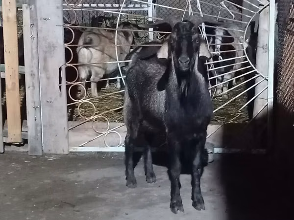 Ямааны ухна, Ямаа