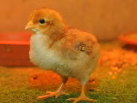 Chickens — Foto 8