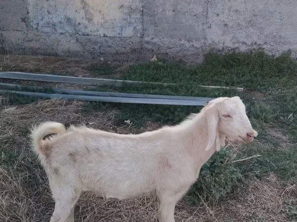 Cabro, Cabras