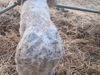 सांड, Charolais cattle — फ़ोटो 8